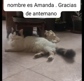 perdido