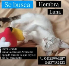 perdido en La Guaira