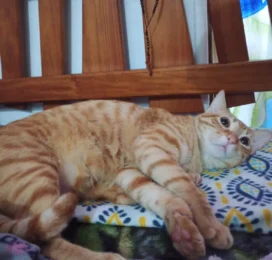 Gato perdido en Bolívar