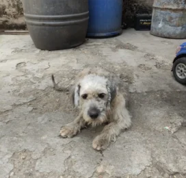 perdido en Carabobo