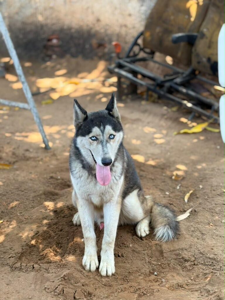 Jack