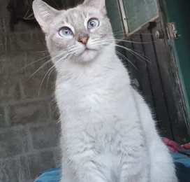 Gato Siamés perdido