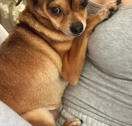 Perro Chihuahua perdido en La Guaira