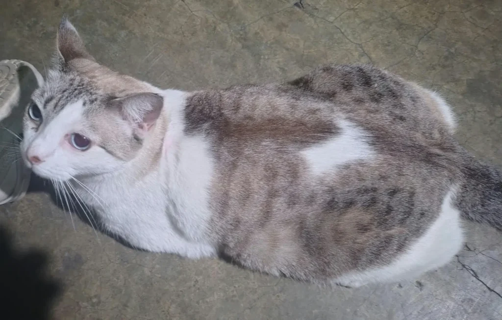 Michi