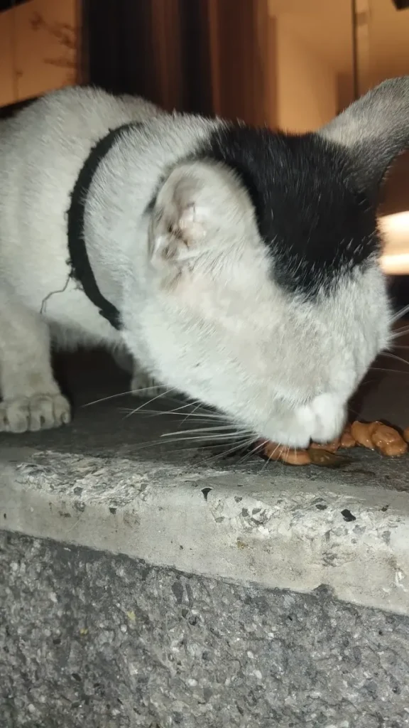 Gato perdido