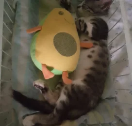 Gato perdido