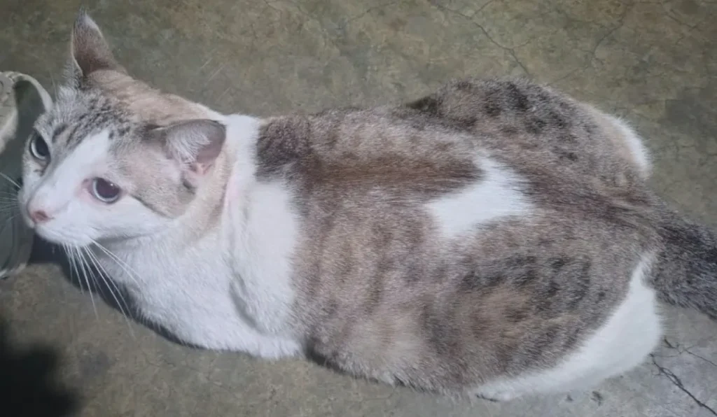 Michi